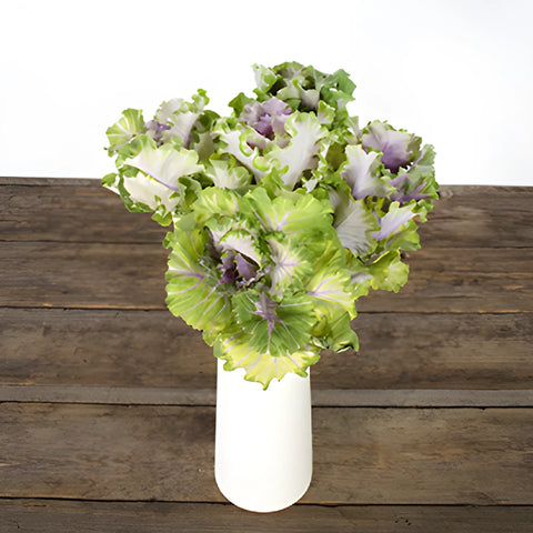 Green Lavender Ornamental Kale Flowers