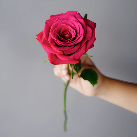 Roseberry Pink Rose