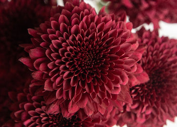 Bolero Red Cremon Flower Close Up - Image