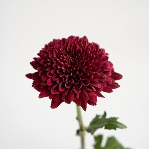 Bolero Red Cremon Flower Stem - Image