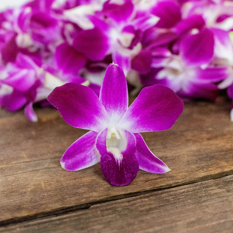 Orchids Bombay Wholesale Flower Up Close