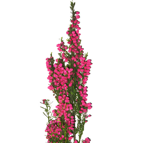 Bright Pink Boronia Flower