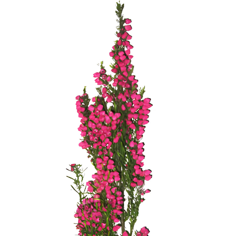 Bright Pink Boronia Flower