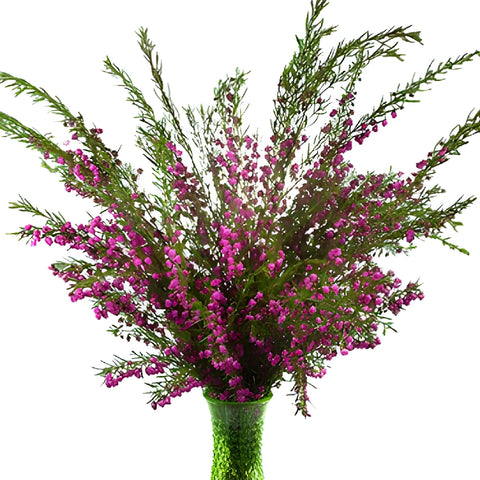 Bright Pink Boronia Flower