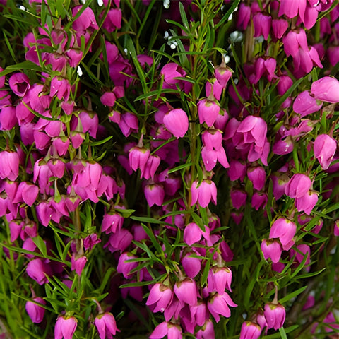 Bright Pink Boronia Flower