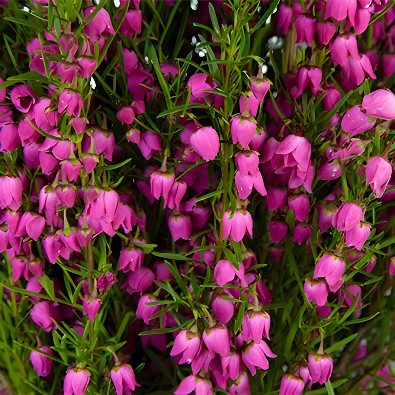 Bright Pink Boronia Flower