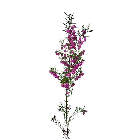 Bright Pink Boronia Flower