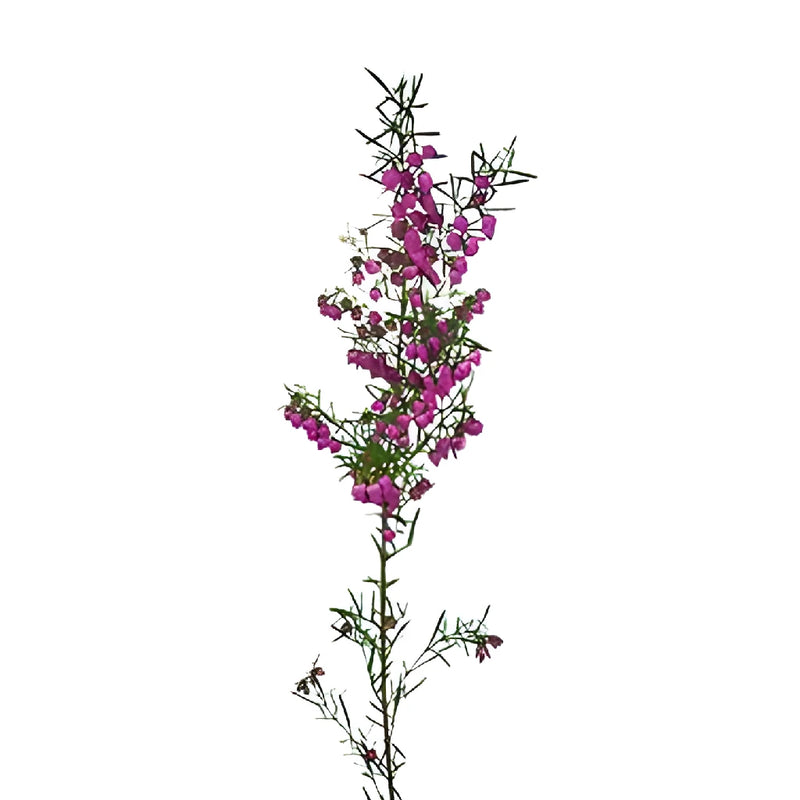 Bright Pink Boronia Flower