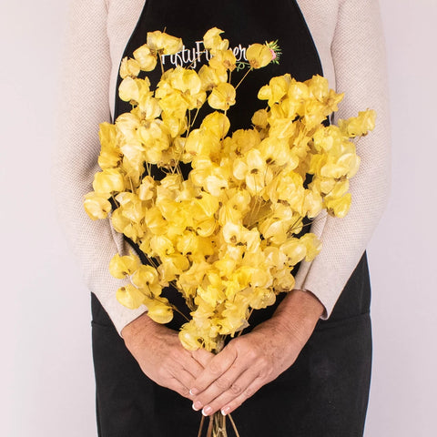 Bougainvillea Apricot Wholesale Flowers in Hand