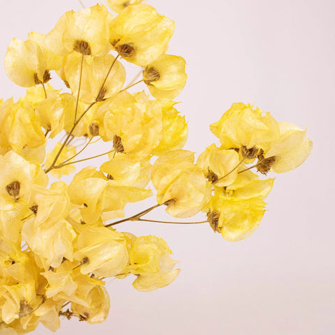 Bougainvillea Apricot Wholesale Flower Up Close