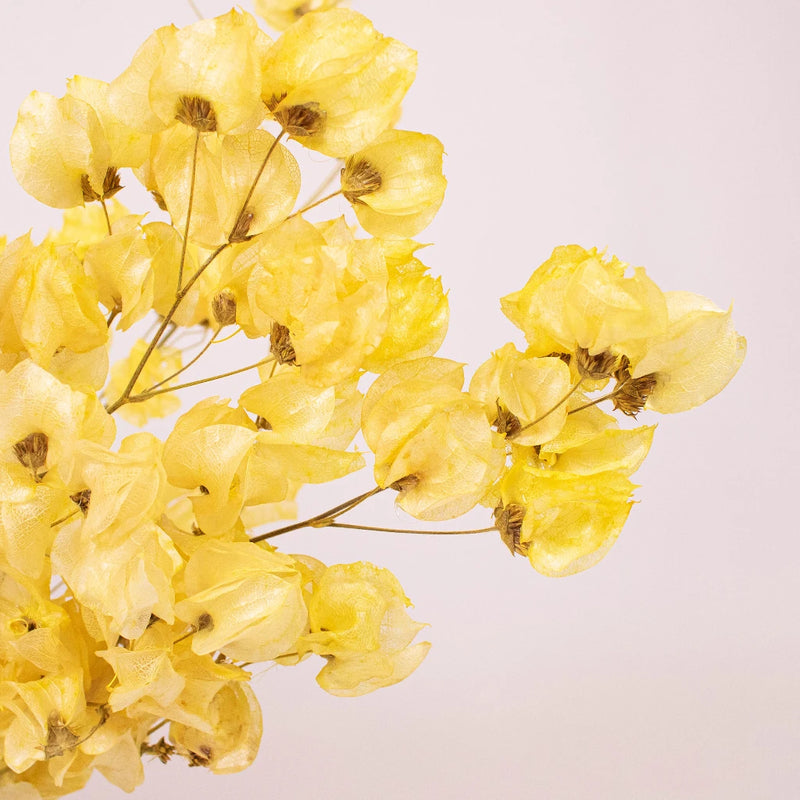 Bougainvillea Apricot Wholesale Flower Up Close