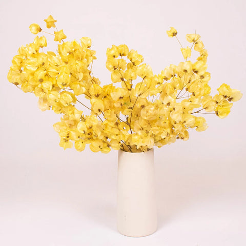 Bougainvillea Apricot Wholesale Flowers in a Vase