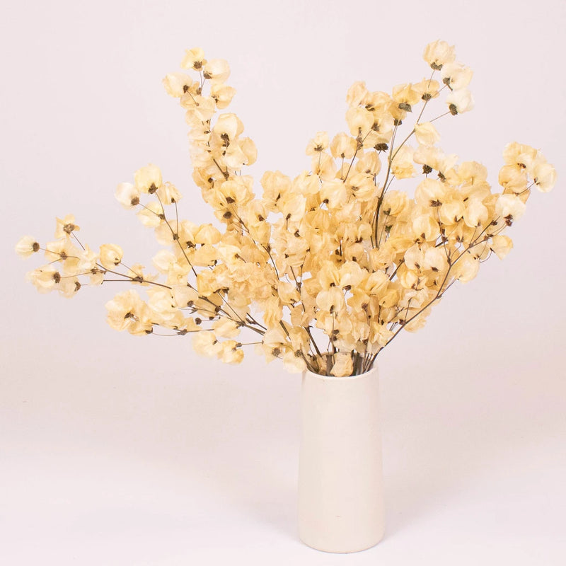 Bougainvillea Bleached Wholesale Flower in a Vase