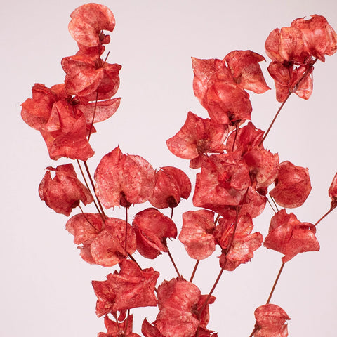 Bougainvillea Red wholesale flower close up