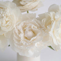 Boule De Neige Peony Close Up - Image