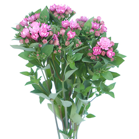 Gentle Pink Bouvardia Flowers