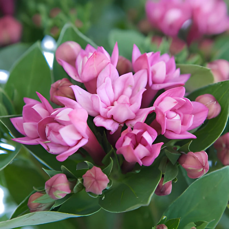 Gentle Pink Bouvardia Flowers