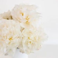 Bowl Of Cream Peonies Close Up - Image