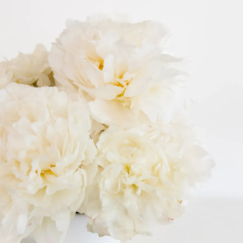 Bowl Of Cream Peonies For Mothers Day Close Up - Image