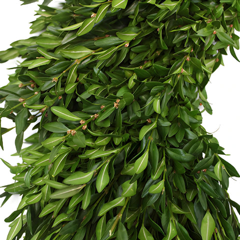 Boxwood Greenery Wreaths
