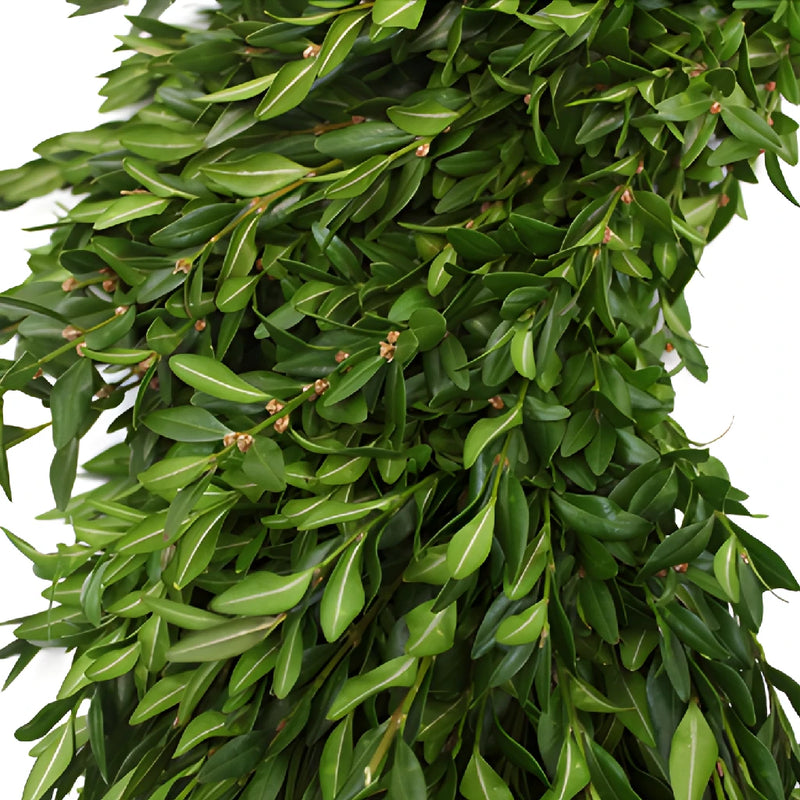 Boxwood Greenery Wreaths