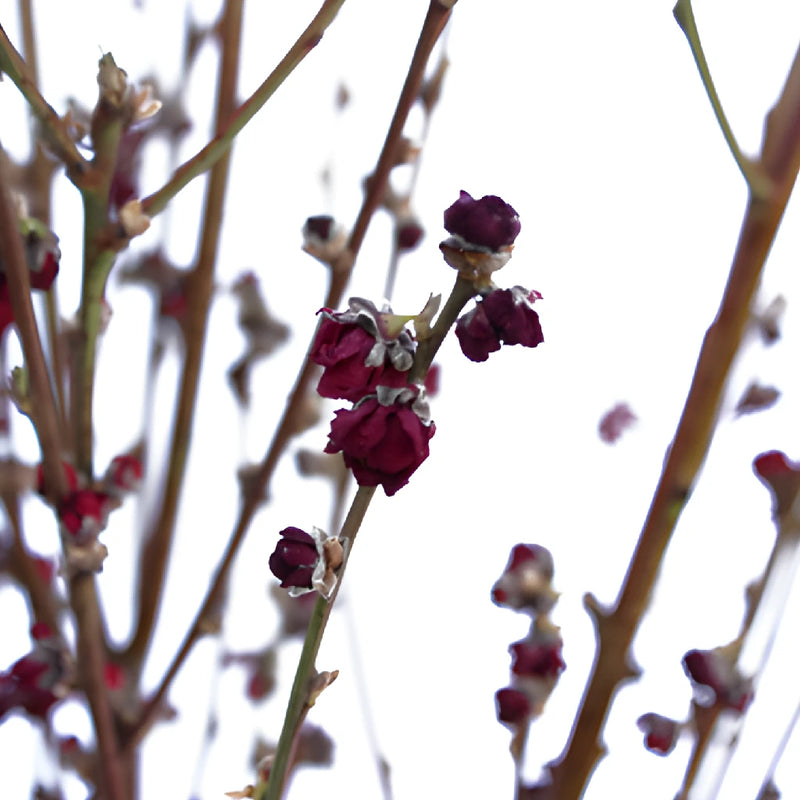 Blooming Red Peach Blossom Branches
