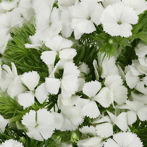 Dreamy White Breanthus Dianthus Flowers