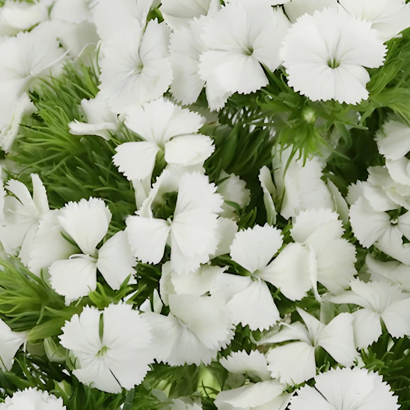 Dreamy White Breanthus Dianthus Flowers
