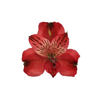 Brick Red alstroemeria Wholesale Bloom