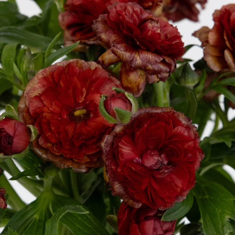 Brick Red Butterfly Ranunculus Flower Close Up - Image