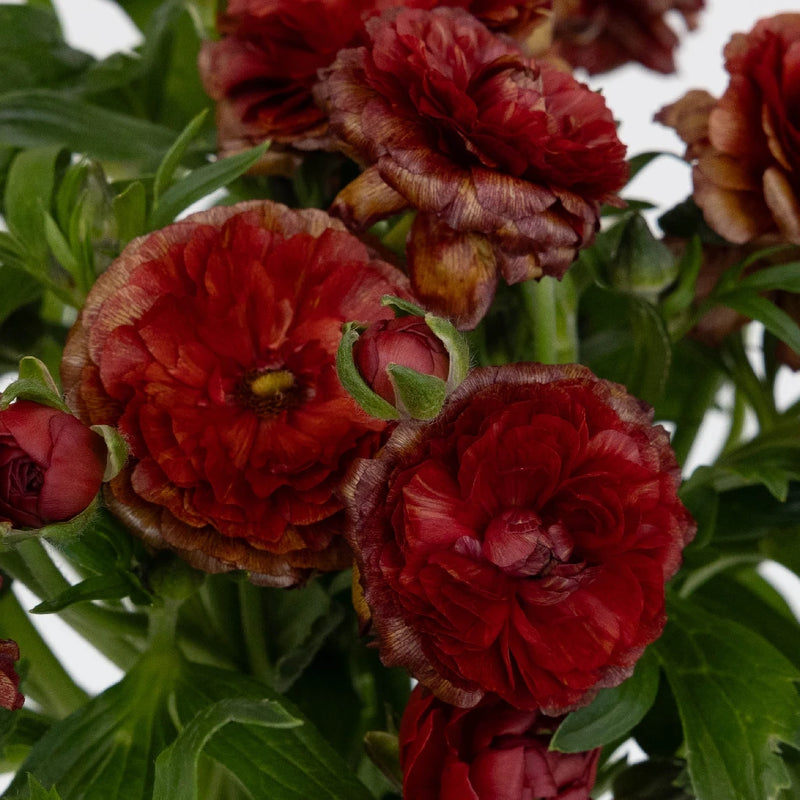 Brick Red Butterfly Ranunculus Flower Close Up - Image