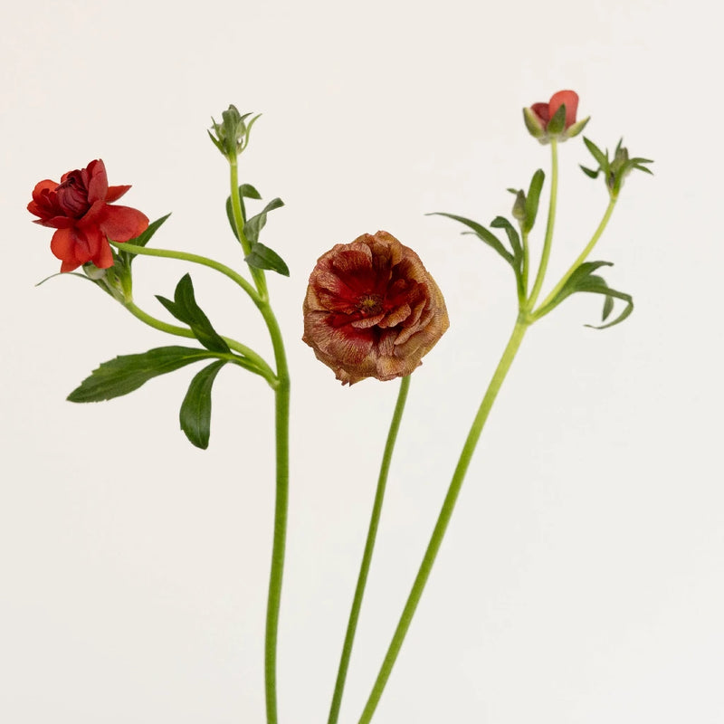 Brick Red Butterfly Ranunculus Flower Stem - Image