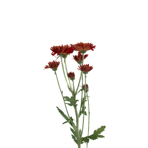 Brick Red Cushion Flower Vase - Image