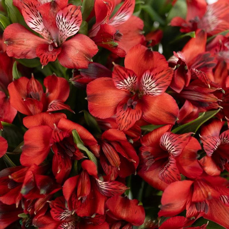 Brick Red Peruvian Lilies Close Up - Image