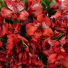Brick Red Peruvian Lilies