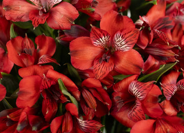Brick Red Peruvian Lilies Close Up - Image