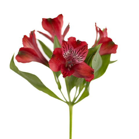 Brick Red Peruvian Lilies Stem - Image