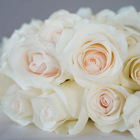 Blushing Bride Fresh Cut Rose