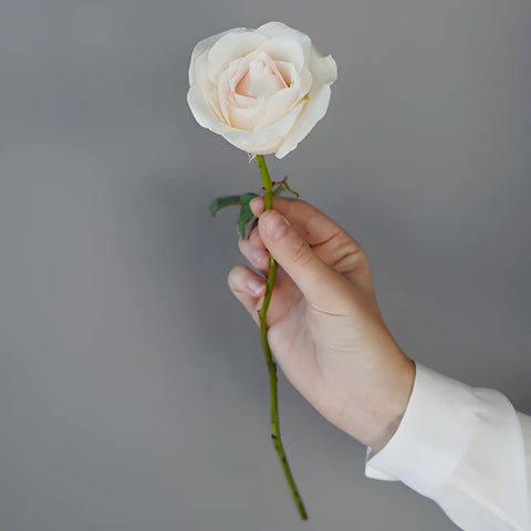 Blushing Bride Fresh Cut Rose
