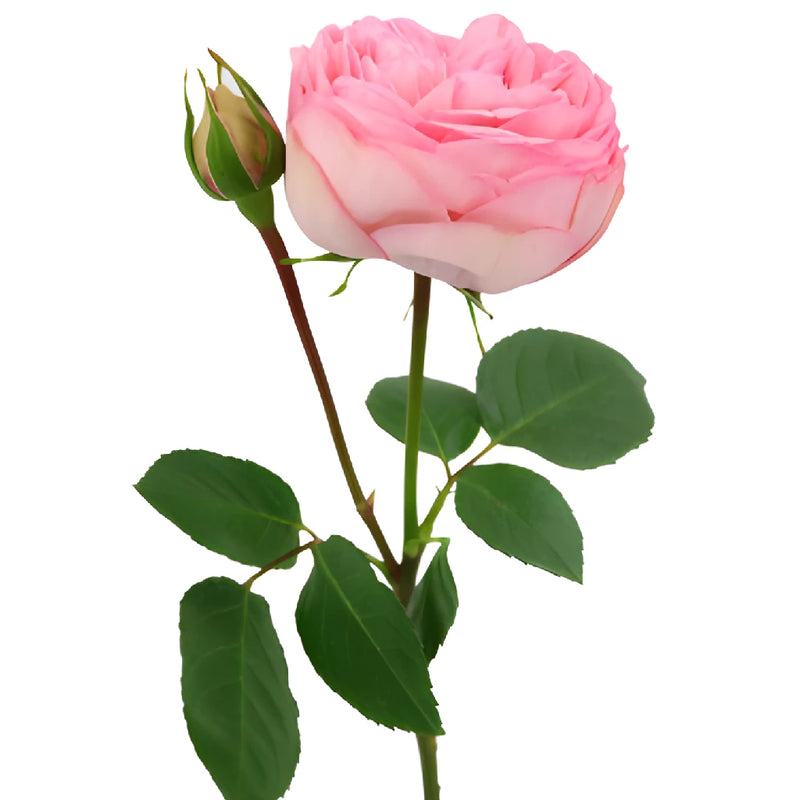 Bridal Pink Peony Rose Side Stem View