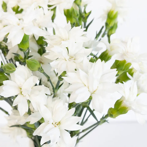 Bridal White Star Dianthus Flowers Close Up - Image