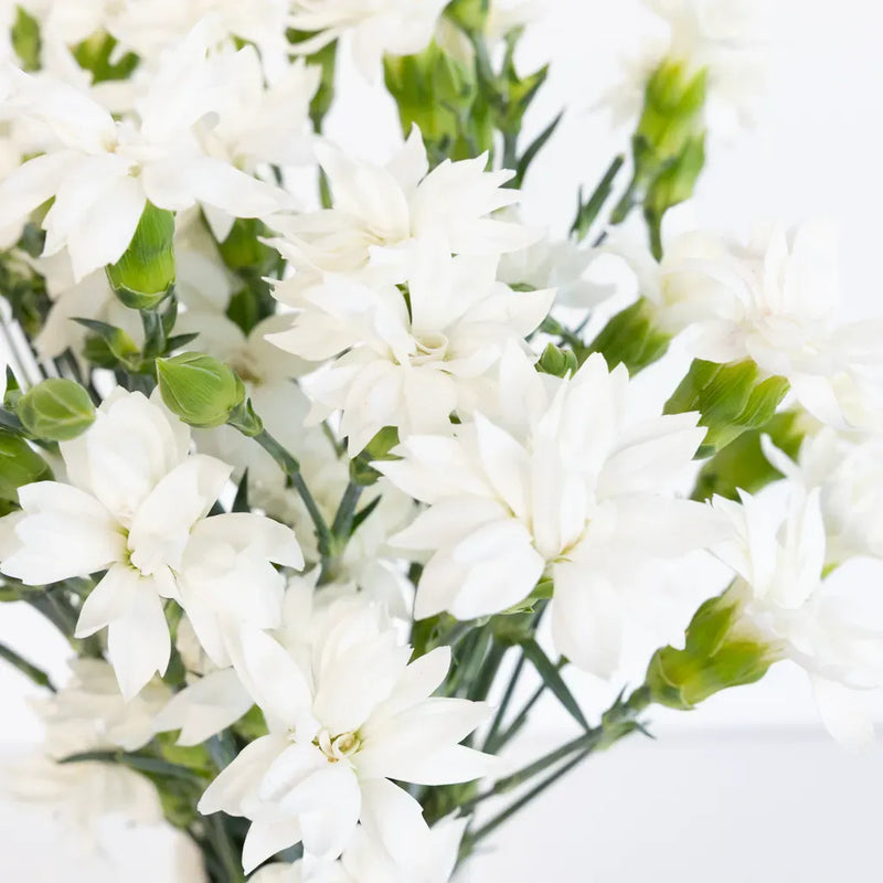 Bridal White Star Dianthus Flowers Close Up - Image