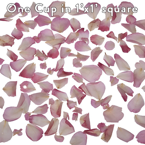 Bridal Pink Rose Petals