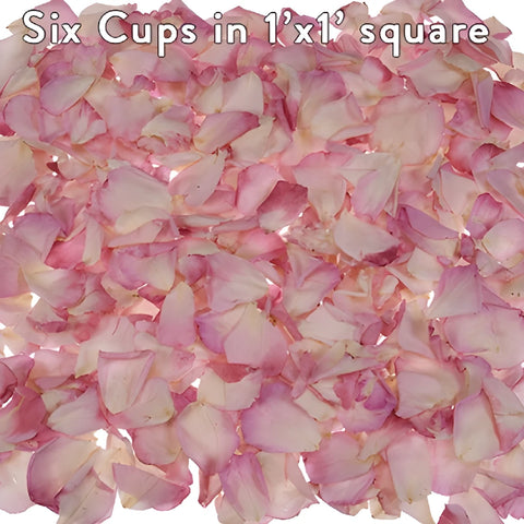 Pink Bridal Preserved Rose Petals