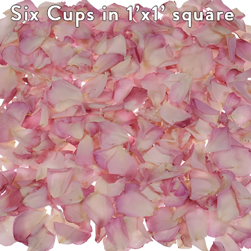 Pink Bridal Preserved Rose Petals