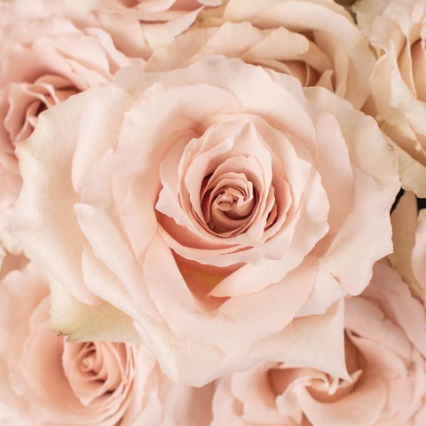Bridesmaid Blush Garden Roses Up Close