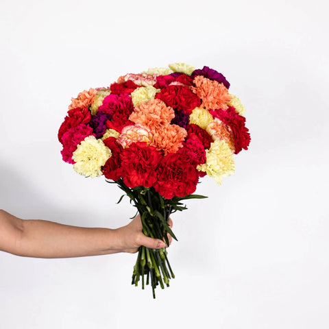 Bright Carnations Flower in Hand