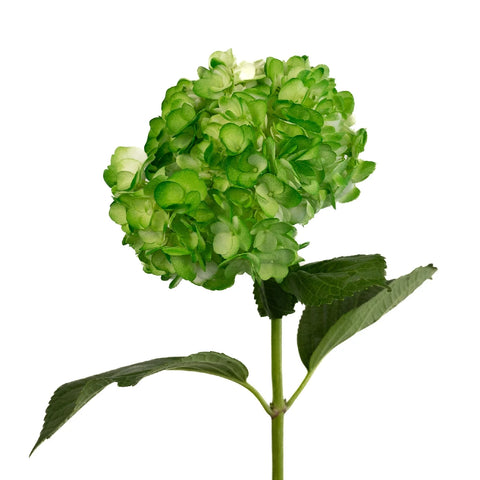 Bright Green Airbrushed Hydrangea Stem - Image
