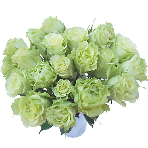 Supergreen Green Rose