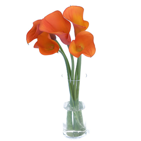 Mango Tinted Mini Calla Lily Flower